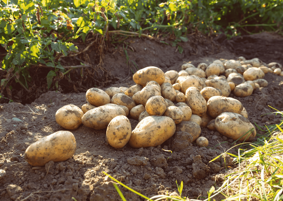 cartoful gradina recolta pamant