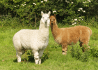 carapulcra alpaca