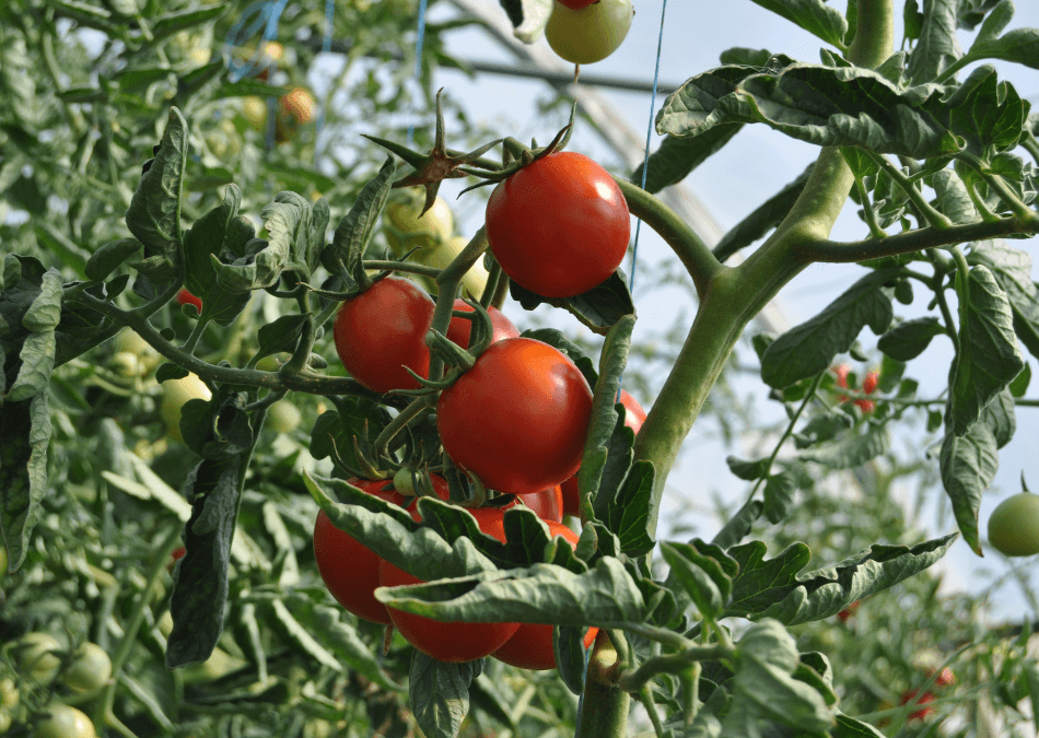 rosii ecologice planta