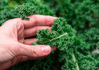 Brassica oleracea var. acephala