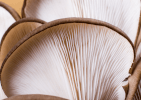 ciuperci pleurotus marginea lamele