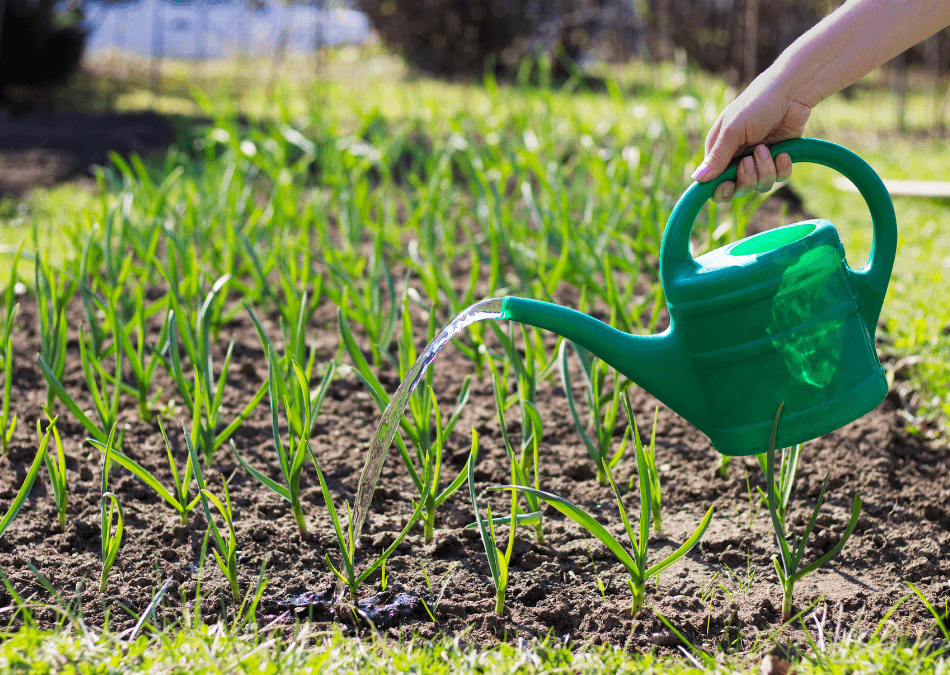 usturoi ecologic udarea