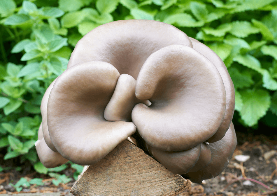 ciuperci pleurotus ostreatus lemn