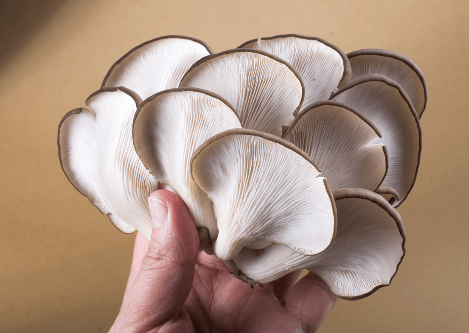 ciuperci pleurotus ostreatus lamele