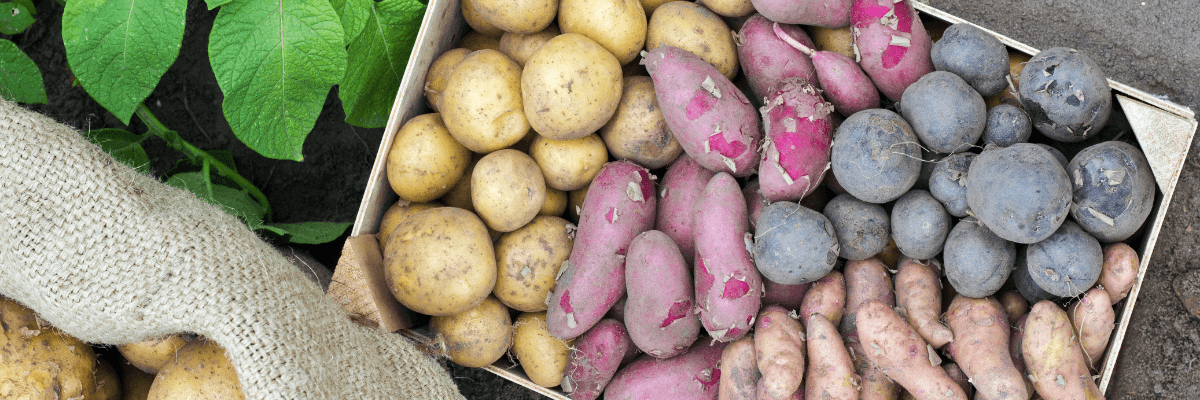 Călătoria remarcabilă și curiozitățile cartofului
