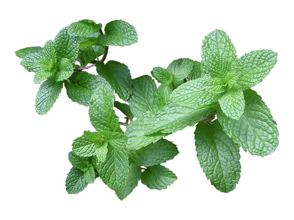 Fotografie BIO Menta